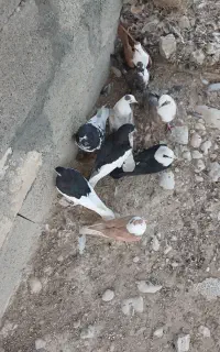 کبوتر