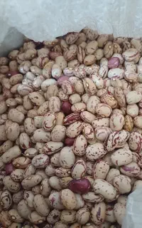 لوبیا چیتی