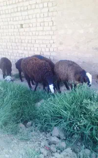 بره نر