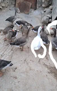 غو غاز بزرگ