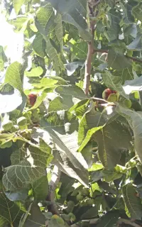 انجیر ارگانیک شیرین برای خوردن، مربا و
