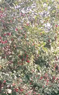 کارگرکشاورزی هستیم پیام بدین