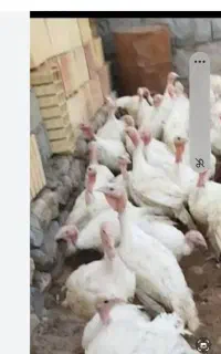 بوقلمون بیوتی