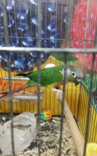 طوطی گرینجیک سخنگو