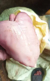 غذای سگ تلفات مرغ
