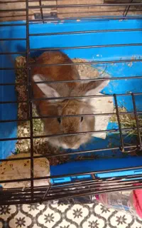 خرگوش