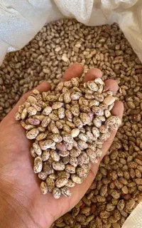 لوبیا چیتی ارتشی ۶۰۰ کیلو