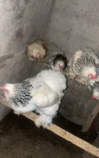 جوجه