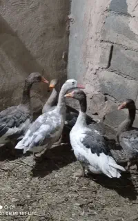 غاز بالغ