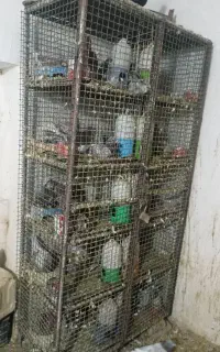 گنجه کبوتر