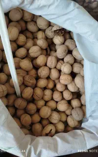 آجیل خشکبار گردو مغز گردو انواع تخمه