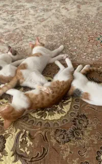 واگذاری بچه گربه رایگان
