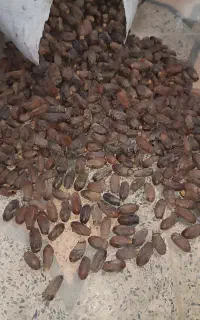 خرما ماشکید