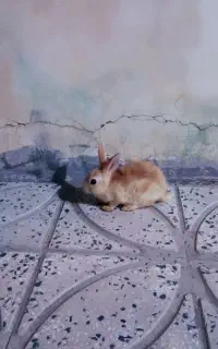 خرگوش چابک۴۰۰