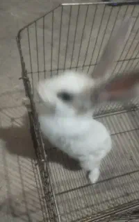 خرگوش