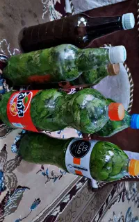 برگ دلمه