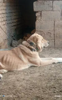 واگذاری