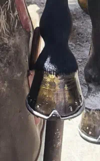 نعل بندی