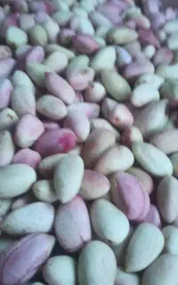 فروش پسته تازه و درجه ۱