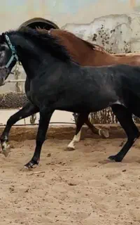 فروش نریان عرب