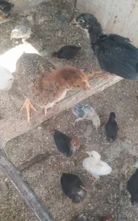 جوجه با مرغ مادر
