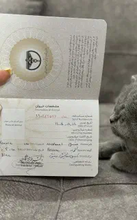 گربه دوست‌داشتنی و بازیگوش۳ماهه