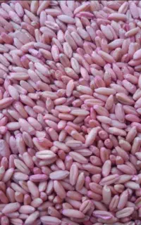 گندم بذر سرداری درجه۱