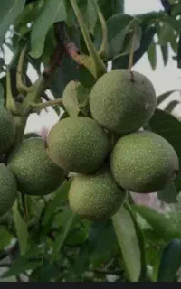 گردو پوست کاغذی