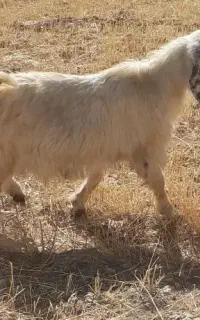 ۴ راس بزغاله ماده جفتی ۲۹میلیون