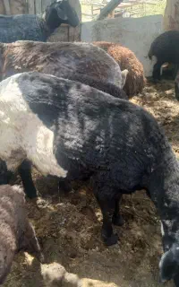 گوسفند زنده