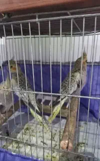 جوجه عروس هلندی ۲ماهه
