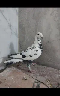 کبوتر ماده سینه جنگلی. (پر و دم کوتاه)