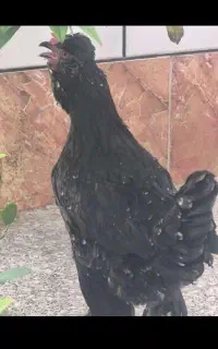 مرغ جوان تخمگذار