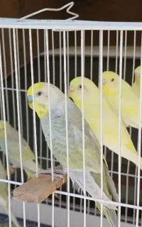 مرغ عشق