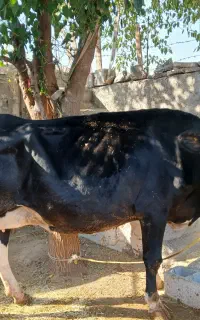 فروش گاو