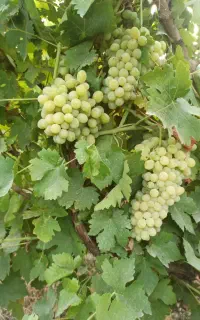 باغ درختی منصوریه