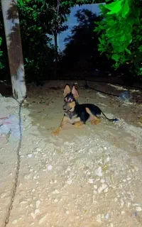 سگ ژرمن