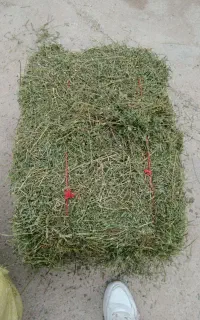 یونجا