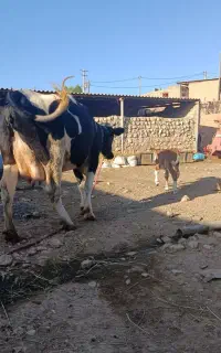 گاو گوساله درجه یک
