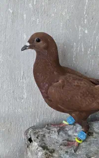 کود بار فضله کفتر کبوتر تربت حیدریه