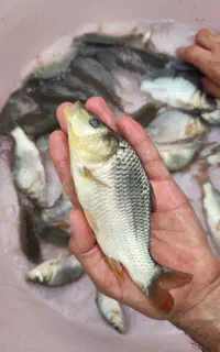 ماهی استخری