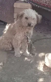 ماده