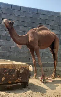 یک شتر نر به بفروش می رسد در میناب