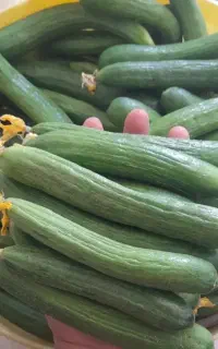 خیار خیارشوری دشتروم