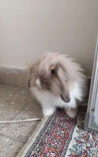 خرگوش