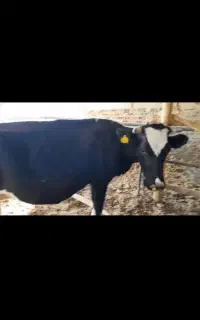 گاو شیری تلیسه آبستن ۶ماهه