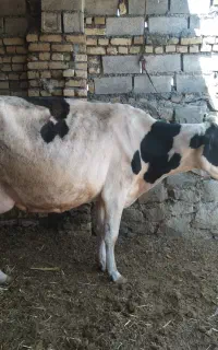 گاو