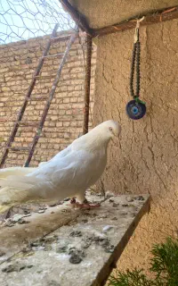 کبوتر سفید چشم نوک سفید نر