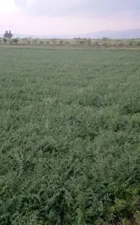 فروش فوری نخود رقم کرمانشاهی