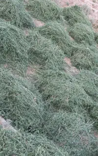 فروش علوفه یونجه